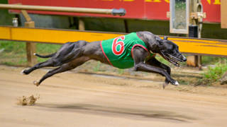 Wilma Flintstone set for Young Guns series